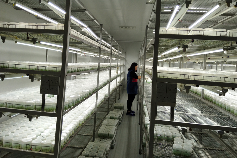 生物育种技术设施（蓬江区杜阮镇）.jpg