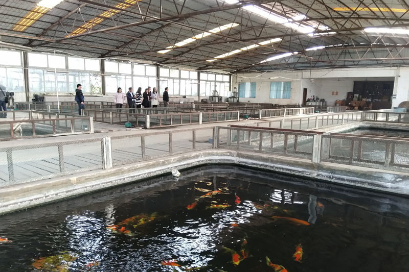调研组到锦鲤养殖场了解情况（江海区礼乐街道办）.jpg
