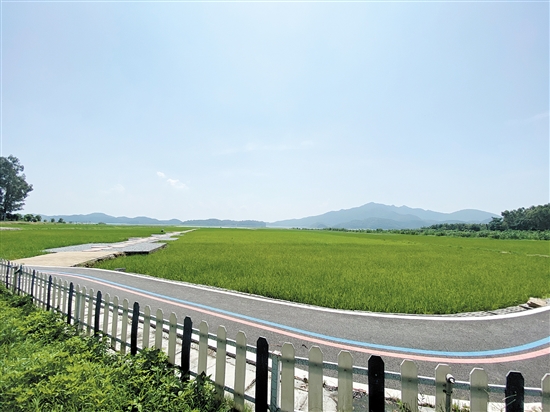 开平大塘面村:生态社区激活村民内生活力