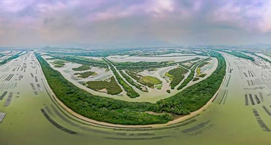 201102我局组织开展“走近红树林，美丽大湾区”征文采风活动 (3).jpg