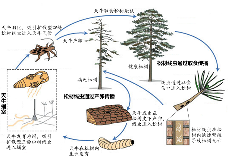 210208涨知识：松树变红很“美”吗？不，它“患癌”了 (4).png