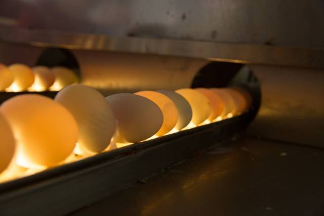 合格的鸭蛋筛选出来之后，先腌制一个月，然后拿出来进行清洗，并检查是否存在变质的情况。