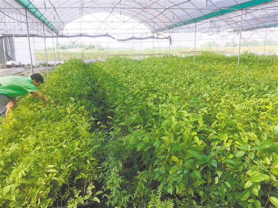 农业致富故事_中央7套农业致富经_农业频道致富节目