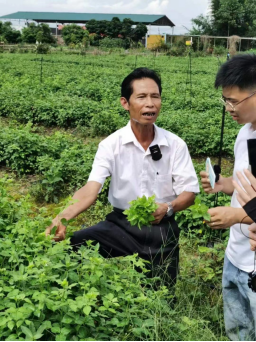 恩平首场农技知识大讲堂——恩平簕菜种植技术246.png