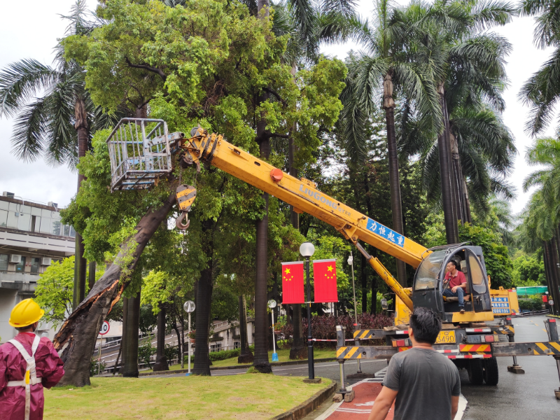 7月17日，大院内一棵27年树龄的阴香树被大风刮倒，江门市局迅速组织人力物力进行清理.jpg