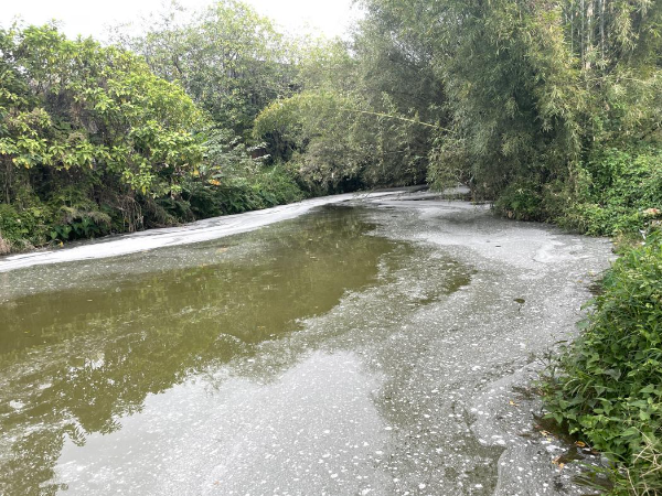 河道水面漂浮有灰白色颗粒物.jpg