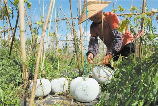 “潭碧冬瓜”以产地苍城镇潭碧村得名，拥有200多年种植历史。