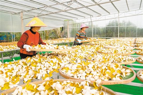 新会陈皮具有很高的药用价值。
