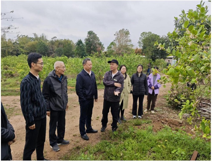 广东省农业科学院到恩平调研“社村”合作推动农业产业发展情况