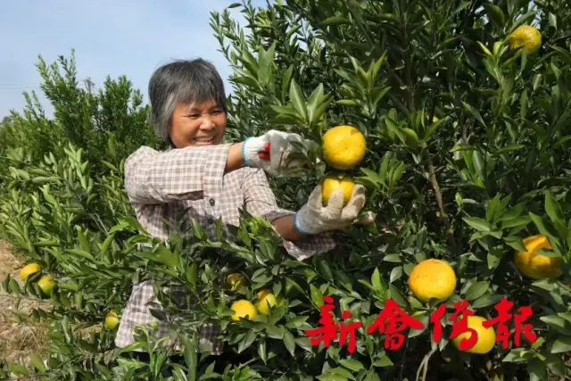 图源:新会侨报社 图源:新会侨报社