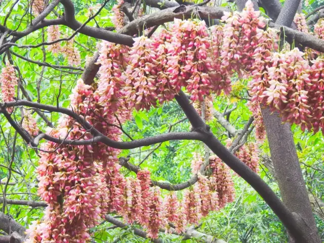 大雁山禾雀花 彭伟宗 大雁山禾雀花 彭伟宗