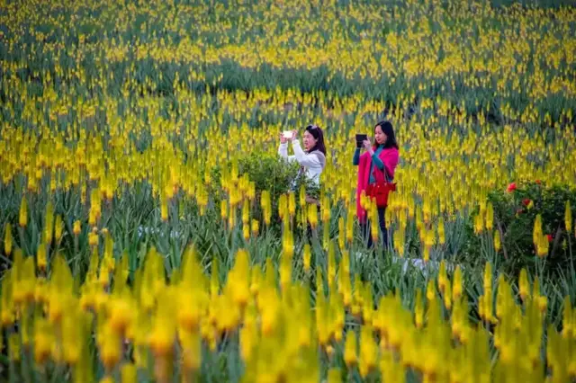 瑷露德玛芦荟庄园 瑷露德玛芦荟庄园
