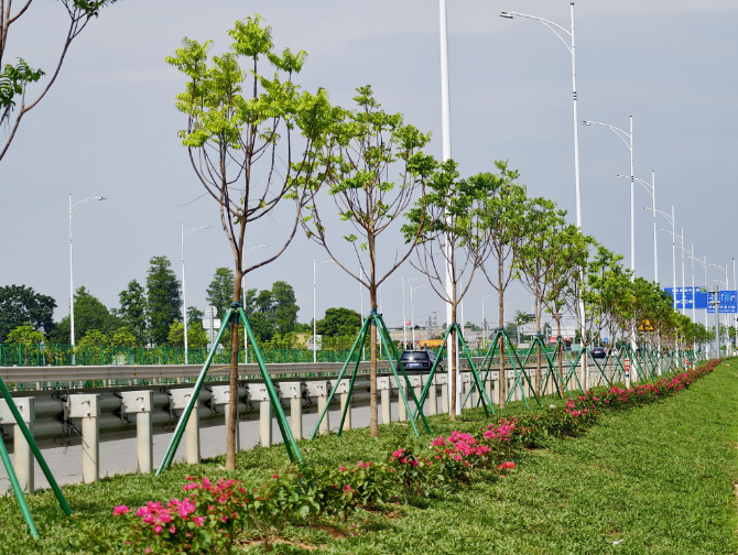 3.电排站到六福人家路段-种植后.jpg