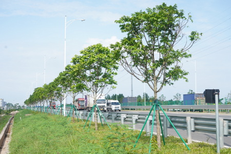 1.威东村桥到胜利南路口路段-种植后.JPG