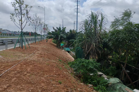 6.加油站对面路段-种植前.jpg