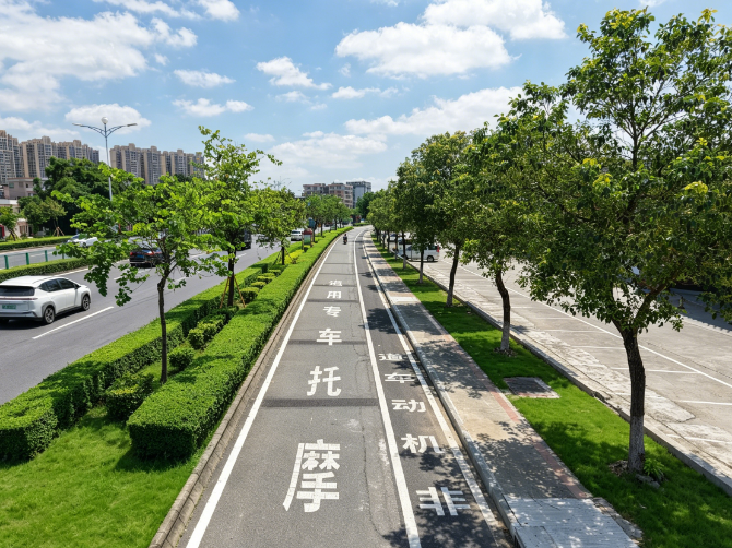3.行道树范围内铺植大叶油草.png