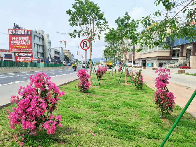6.路地共建在国道G325线水口卫博城路段栽植三角梅和铁冬青.png