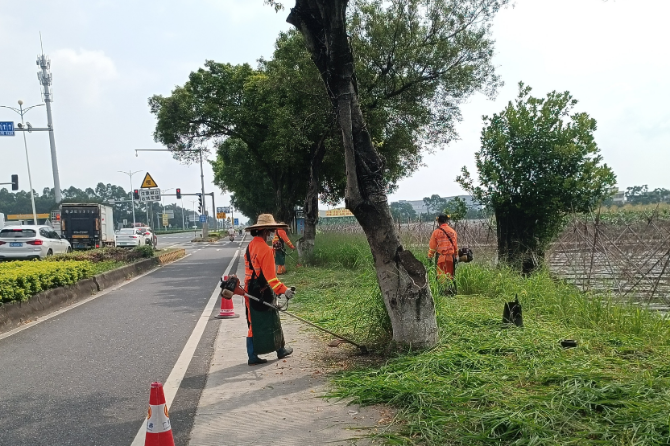 9.日常管养修剪路肩草.jpg