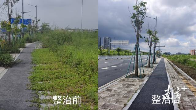 蓬江区鸿飞路卫生黑点清理整治前后对比图。受访者供图&nbsp;