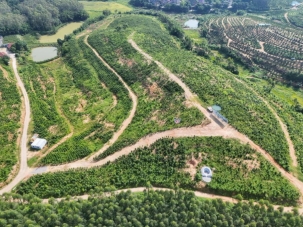 260904江门市全域土地综合整治典型案例②——江门市鹤山市：从低效桉林到沉香产业集群 江门鹤山创新实践“ROD模式” (3).jpg