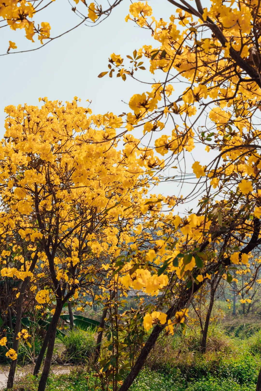 一枝黄花图片_风景花卉的一枝黄花图片大全 - 花卉网
