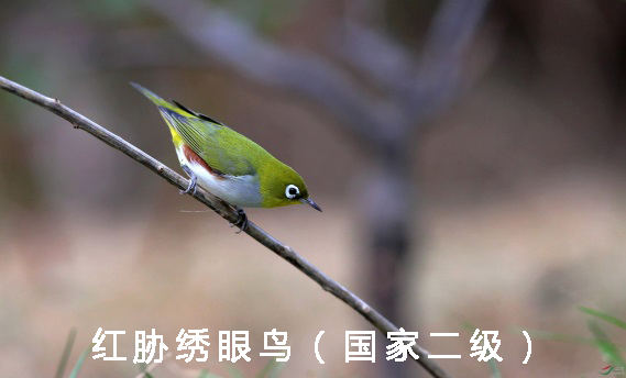 210425养鸟不可任性 (4).jpg