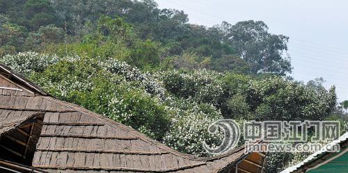 鸣泉山庄 茶花烂漫醉游人 农家美食没法挡-中国