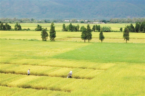 定工作首先在台山试点,图为台山都斛的优质农