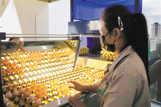 助力乡村振兴战略加快实施 走出具有江门特色