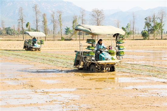 江门加快实施乡村振兴战略 推动农业高质量发