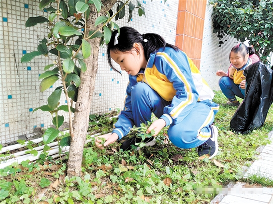 启明小学的学生们正在生物园里拔草，保护大树。