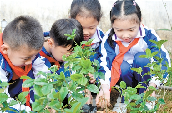 农林双朗小学学生把树苗种到泥土上。