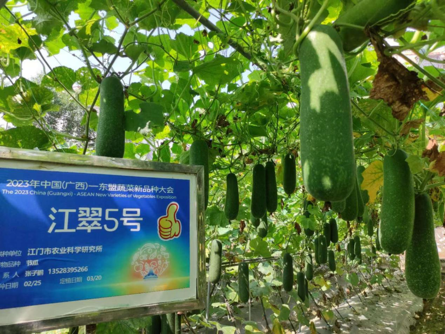 市农科所自主选育的节瓜新品种获中国(广西)-东盟蔬菜新品种大会优秀